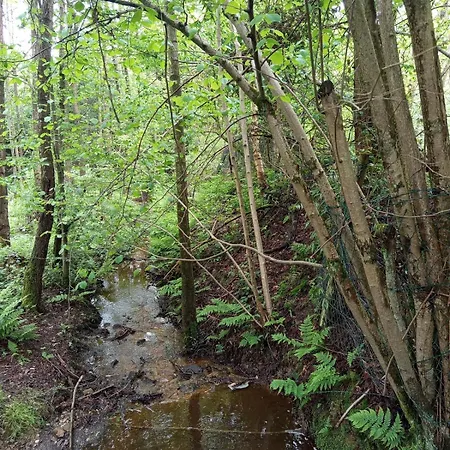 Licht Und Natur, Deine Premium Auszeit Am Wald