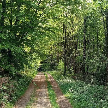 Licht Und Natur, Deine Premium Auszeit Am Wald Apartmán